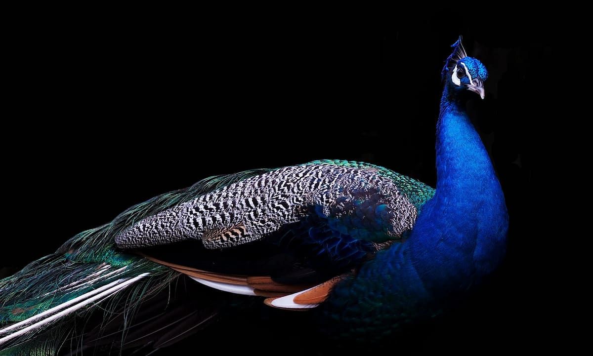 blue and brown peacock